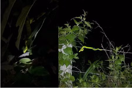 Rắn lục Đây là loài cực độc trong số các loại rắn lục, mình xanh và đuôi có màu nâu đỏ, chiều dài tối đa khoảng 60 cm với cân nặng khoảng 300gram. Tổng chiều dài con đực 600mm, con cái dài 810mm; chiều dài đuôi con đực 120mm, con cái 130mm. Theo một số chuyên gia, rắn lục đuôi đỏ là một trong các loài rắn có nọc độc chỉ đứng sau loài rắn hổ mang chúa.