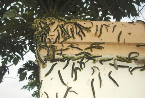 Hồi cuối tháng 4/2014, hàng loạt nhà dân ở thị trấn Liên Nghĩa,huyện Đức Trọng, tỉnh Lâm Đồng lâm cảnh khốn khổ khi từng bầy sâu xanh, lạ liên tục xuất hiện "tấn công". Từng bầy sâu hàng trăm, thậm chí hàng nghìn con bò lổm ngổm lên cổng, tường rào và vào tận trong nhà dân khiến người lớn và trẻ con đều lo sợ. Trong ảnh là cảnh bức tường ở cổng một nhà dân bị sâu lạ bám đầy.