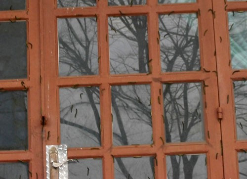 Loài sâu này trông rất ghê sợ, toàn thân màu xanh, có con dài đến 10 cm. Người dân đã liên tục quét dọn, diệt sâu nhưng hết bầy này lại đến bầy khác xuất hiện. Một số gia đình có con nhỏ phải đóng cửa kín để sâu khỏi bò vào nhà. Trong ảnh là cảnh sâu bò chi chít lên cửa nhà dân.