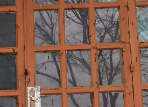 Loài sâu này trông rất ghê sợ, toàn thân màu xanh, có con dài đến 10 cm. Người dân đã liên tục quét dọn, diệt sâu nhưng hết bầy này lại đến bầy khác xuất hiện. Một số gia đình có con nhỏ phải đóng cửa kín để sâu khỏi bò vào nhà. Trong ảnh là cảnh sâu bò chi chít lên cửa nhà dân.