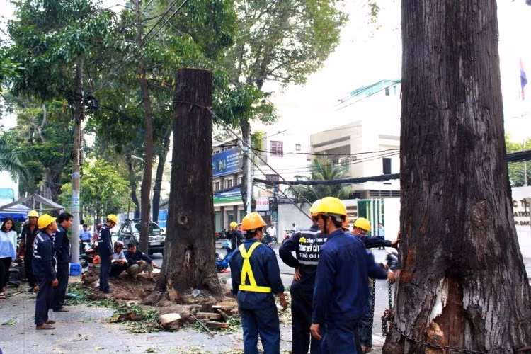 Cây xanh lâu năm bị đốn hạ trên đường Mạc Đĩnh Chi (Quận 1). Ảnh chụp vào chiều 20/10/2014.