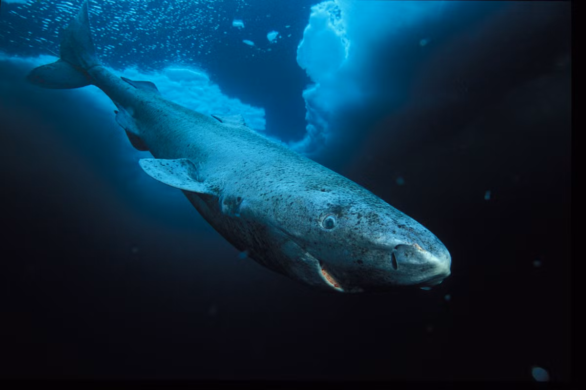 Đạt danh hiệu "Sống lâu nhất" là cá mập Greenland, chẳng hạn như con cá mập này ở ngoài khơi Lãnh thổ Tây Bắc Canada, có tuổi thọ dài nhất trong tất cả các loài động vật có xương sống (trong khoảng từ 300-500 năm). Ảnh: Paul Nicklen.