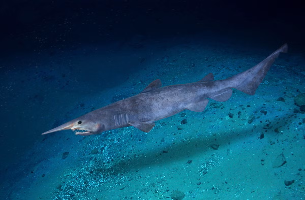 Một con cá mập yêu tinh ngoài khơi Bồ Đào Nha. Loài cá này được mệnh danh là "Rợn người nhất" trong các loài cá mập. Chúng có mõm dài được bao phủ bởi các bộ phận cảm biến để phát hiện điện trường trong vùng nước sâu và tối tăm nơi chúng sống. Ảnh: Paulo Oliveira.