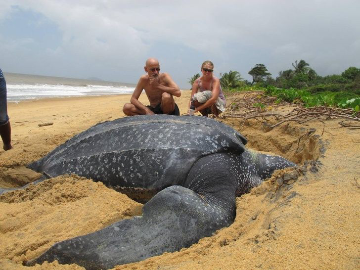 Một con rùa biển Leatherback khổng lồ.