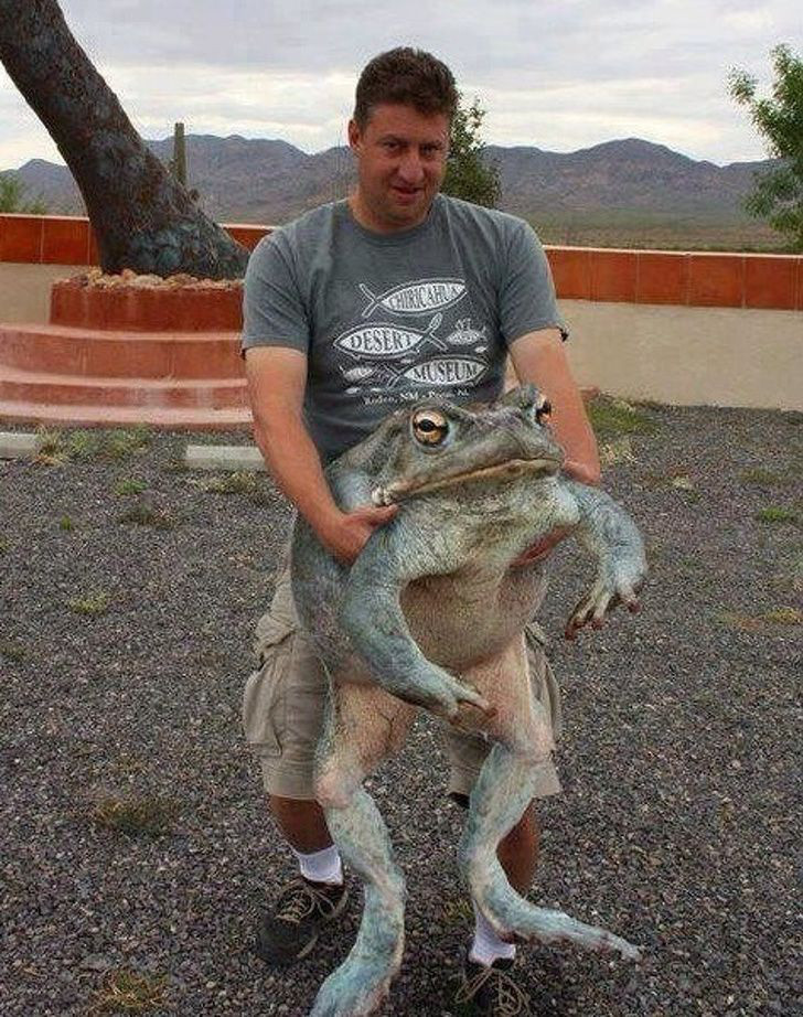 Có ai ngờ ếch lại khổng lồ đến thế.