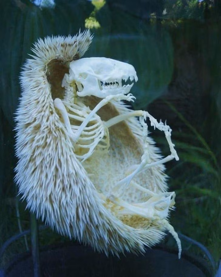 Bộ xương khô của một con nhím.