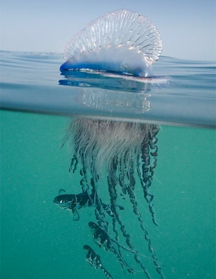 Đây có được xem là ví dụ cho câu nói "Miệng nam mô bụng đựng bồ dao găm"? Bên trên thì đẹp long lanh mà bên dưới lại sở hữu thú vũ khí chuyên để sát sinh.