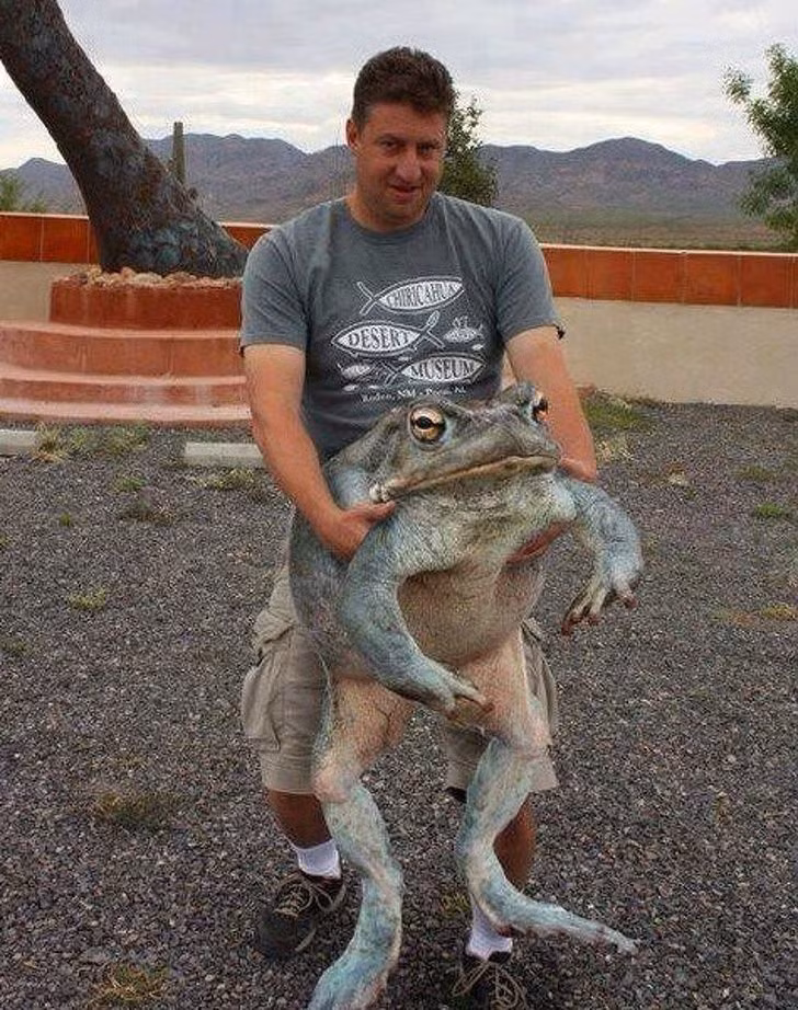 Có ai ngờ ếch lại khổng lồ đến thế.