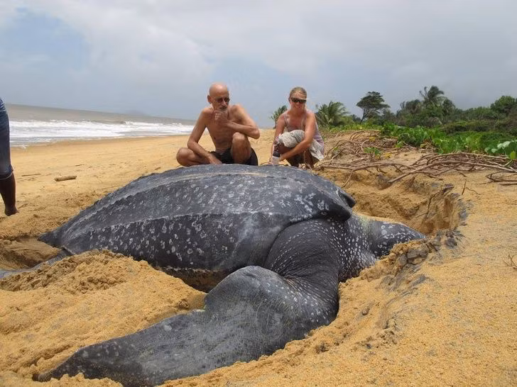Một con rùa biển Leatherback khổng lồ.