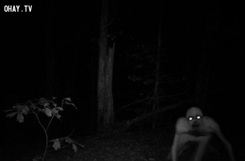 Quái vật Cohomo. Quái vật Cohomo được mô tả với chiều cao 8 feet ~ 2,4m, có bộ lông trắng và bàn chân ba ngón. Đã có rất nhiều người nhìn thấy quái vật Cohomo ở Midwest suốt những năm 1970 đến những năm 2000, một cuộc điều tra của cảnh sát đã được đưa ra để tìm kiếm sinh vật này, đáng tiếc là nó đã không bao giờ thực sự được tìm thấy.