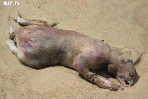 Quái thú Montauk. Xác chết của quái vật Montauk này bị sóng đánh dạt vào bờ biển New York, vào tháng Bảy năm 2008. Xác chết được phát hiện bởi bốn người lướt sóng trên bãi biển. Nhiều nhà khoa học ban đầu tin rằng đó là xác của một con gấu trúc phân hủy. Các lý giải khác về nó bao gồm giả thuyết về một mẫu vật đột biến của Trung tâm dịch bệnh động vật Đảo Plum ngay gần đó