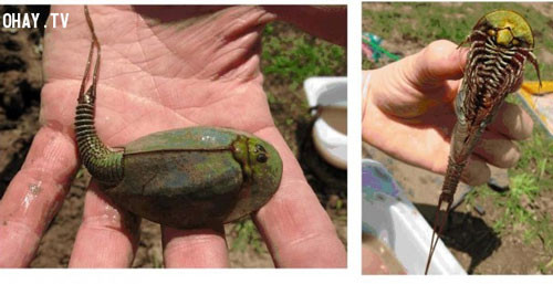 Sinh vật kỳ lạ được tìm thấy trong một cái rãnh ở Nga. Sinh vật kỳ lạ này được tìm thấy trong một rãnh cống bị bỏ hoang tại tỉnh Chelyabinsk, Nga. Trông giống như một con cá đuối nhưng không phải. Sinh vật này thực sự là gì?