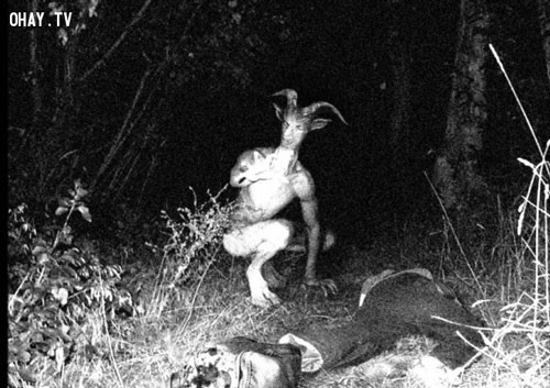 Người dê. Sinh vật này có lẽ quen thuộc với nhiều người khi có hình dáng giống với nhân vật thần dựng nửa người nửa dê trong thần thoại Hy Lạp có tên gọi Faun, được phát hiện lần đầu vào năm 1957 tại Forestville và Upper Marlboro, hạt Prince George thuộc tiểu bang Maryland (Mỹ). Loài vật này bị nghi giết chết 14 người. Tuy nhiên sinh vật này đã biến mất không dấu vết.