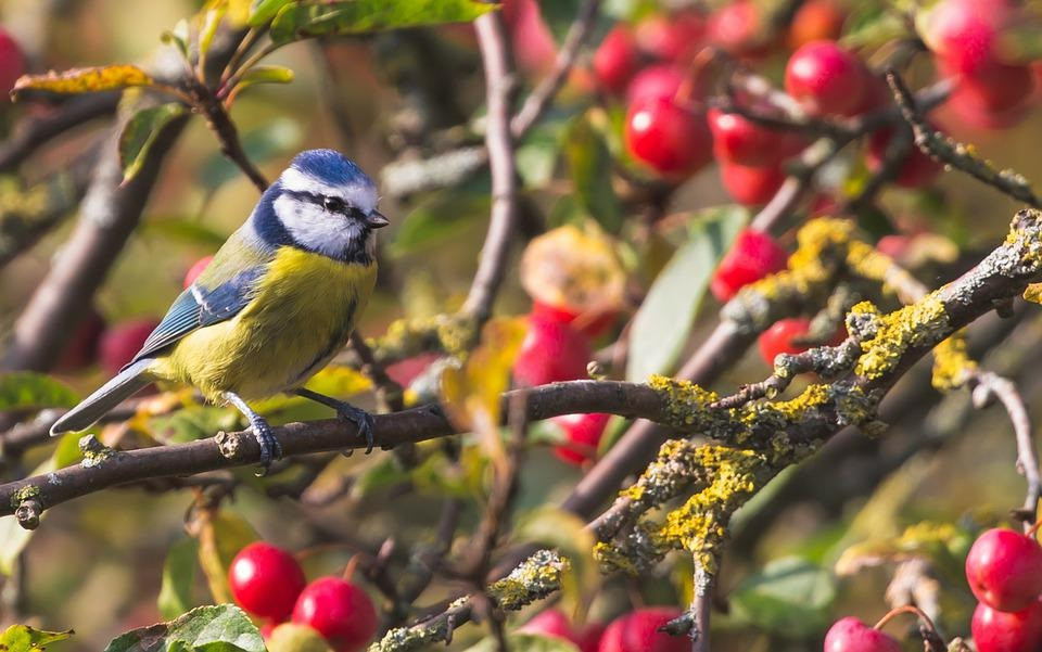 Người tuổi Hợi sinh tháng Âm lịch nào thì số phận may mắn? Nguoi tuoi Hoi sinh thang Am lich nao thi so phan may man?