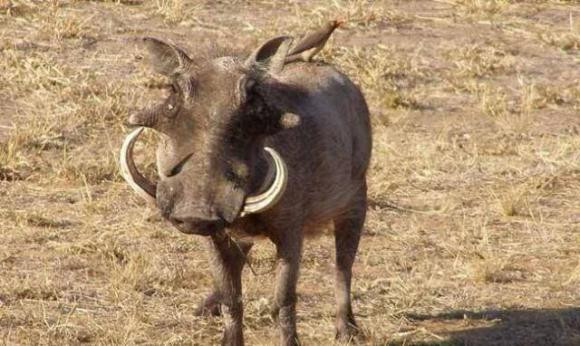 Tai sao lon khong so ran doc ma con an ca ran?-Hinh-4