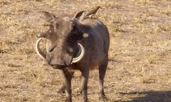 Tai sao lon khong so ran doc ma con an ca ran?-Hinh-4