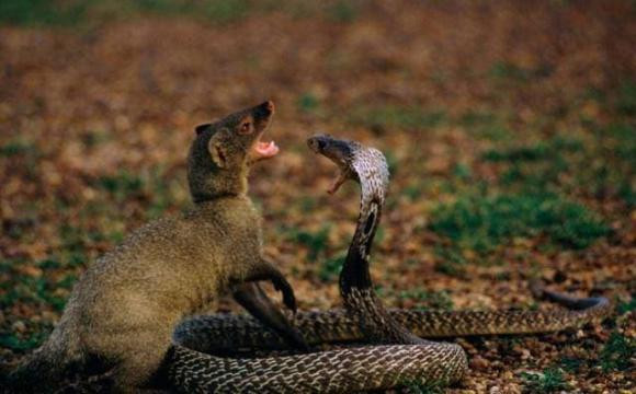 Tai sao lon khong so ran doc ma con an ca ran?