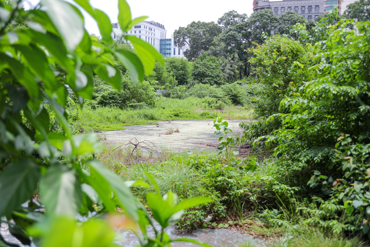 Khu vực sân cầu lông trước đây của Nhà thi đấu Phan Đình Phùng trở nên hoang tàn, cây dại mọc cao quá đầu người.