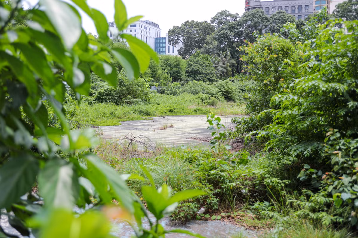 Khu vực sân cầu lông trước đây của Nhà thi đấu Phan Đình Phùng trở nên hoang tàn, cây dại mọc cao quá đầu người.