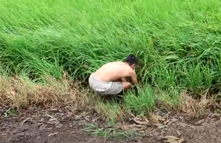 Giờ đây, rau chốc thành đặc sản ở thành phố. Trên thị trường, rau chốc có giá 50-70 nghìn đồng/kg