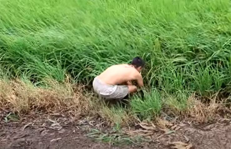 Giờ đây, rau chốc thành đặc sản ở thành phố. Trên thị trường, rau chốc có giá 50-70 nghìn đồng/kg