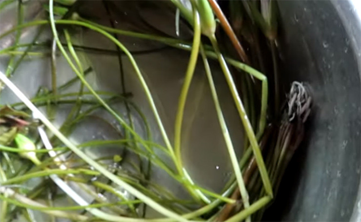 Sau khi nhổ bỏ, rau chốc được tận dụng làm thức ăn cho gia súc, gia cầm