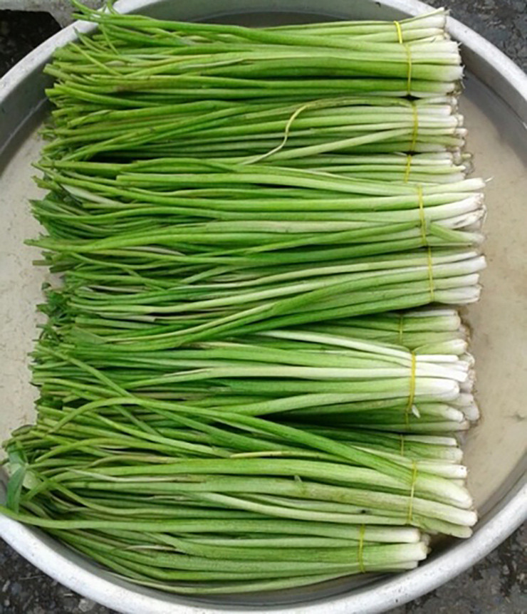 Khoảng tháng 9, tháng 10 hàng năm, khi nước lũ đầu nguồn tràn về là lúc rau chốc mọc xanh tốt