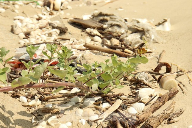 Theo chia sẻ của người dân ở đây, mỗi tuần địa phương đều tổ chức thu gom rác thải quanh bờ biển, tuy nhiên lượng rác thải tồn đọng vẫn còn nhiều. 