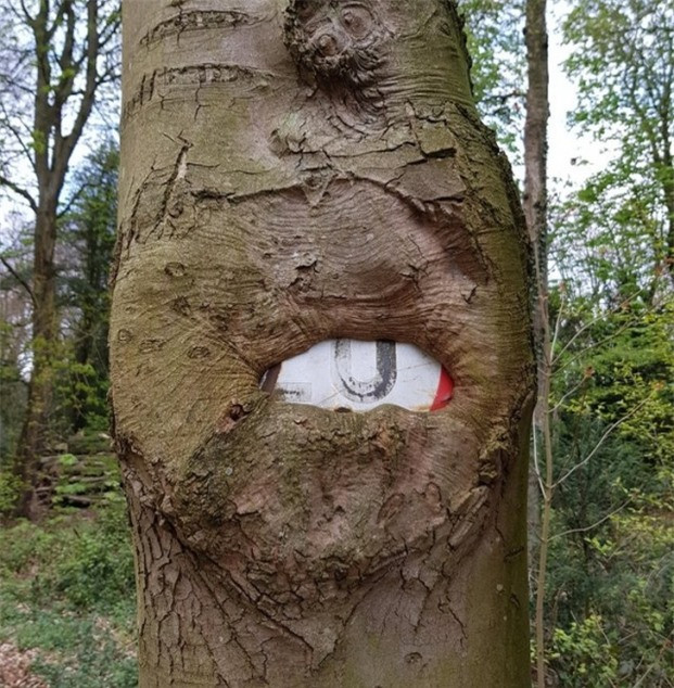 Cái cây đã "nuốt" tấm biển báo giao thông