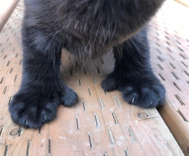 Chú mèo con có ngón cái