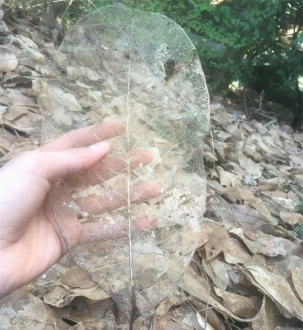 Một chiếc lá khô trong suốt