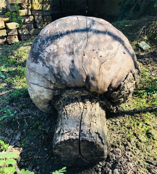 Khúc gỗ sau vườn như một cây nấm khổng lồ