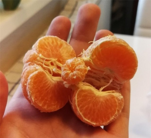 Quả quýt nhỏ phát triển bên trong quả quýt to