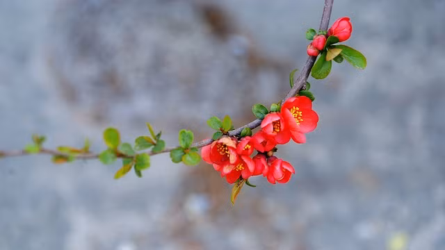 Trong cuộc sống, con giáp nào cũng có những thuận lợi và khó khăn riêng. Nếu gặp phải vận đào hoa thì nhiều vấn đề sẽ được giải quyết suôn sẻ, bản thân cũng được phát triển hơn. Khi đó, họ sẽ luôn gặp may mắn, luôn được mọi người săn đón và coi trọng, đường đời khá dễ dàng, tìm được bạn đời chung tình không khó. 
