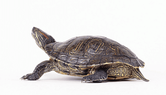 Dong vat song lau hon rua mat 100 nam de truong thanh va co the song den 400 tuoi