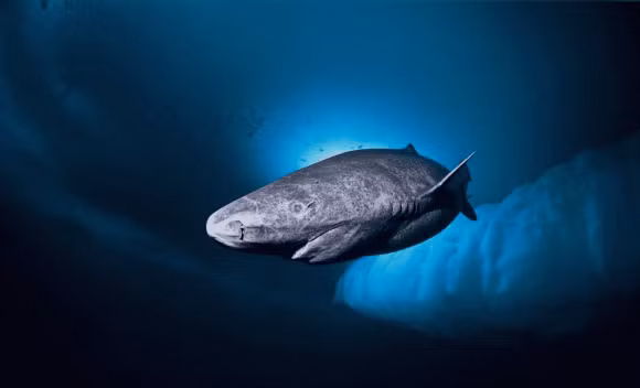 Dong vat song lau hon rua mat 100 nam de truong thanh va co the song den 400 tuoi-Hinh-3