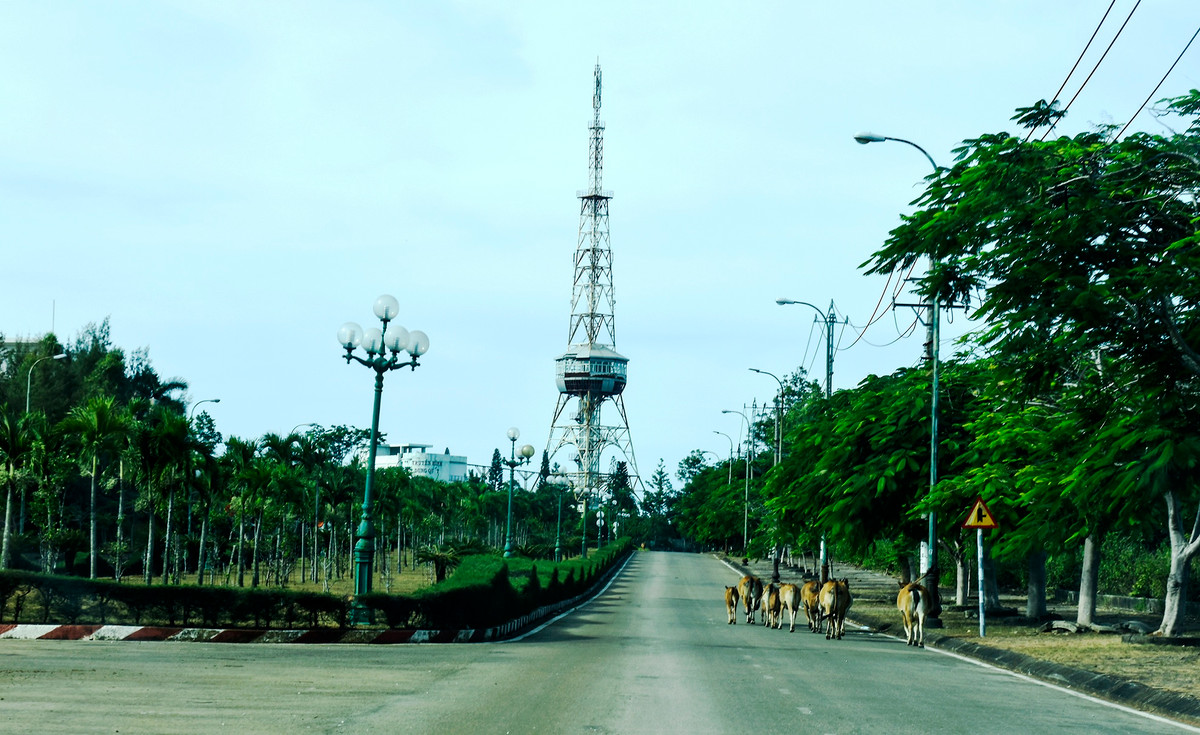 Người dân chăn thả bò trên các trục đường chính ở trung tâm Vạn Tường. "Thực tế, một số dự án sau khi được cấp quyết định chủ trương đầu tư do vướng mắc về cơ chế giao đất, cho thuê đất nên chưa được nhà nước giao đất, cho thuê đất đã làm chậm tiến độ và giảm sức hấp dẫn đầu tư", lãnh đạo Ban Quản lý Khu kinh tế Dung Quất và các Khu công nghiệp Quảng Ngãi, cho biết thêm.