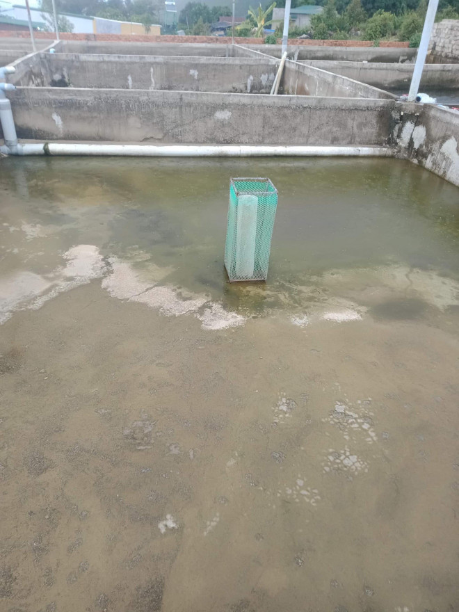 Nhieu ho nuoi o Viet Nam bo hoang, nong dan khon don vi ca tam Trung Quoc gia re-Hinh-11