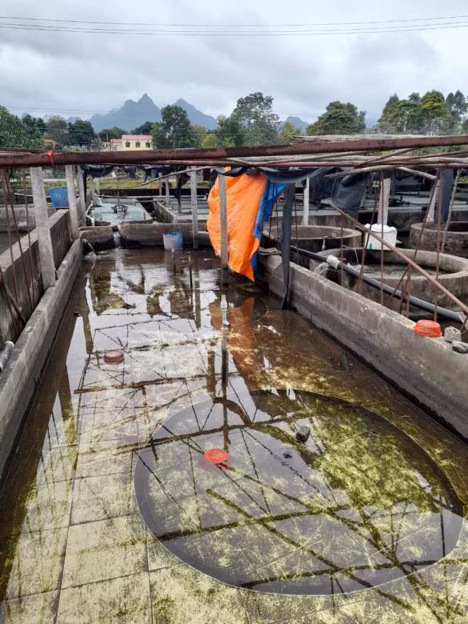 Nhieu ho nuoi o Viet Nam bo hoang, nong dan khon don vi ca tam Trung Quoc gia re-Hinh-7