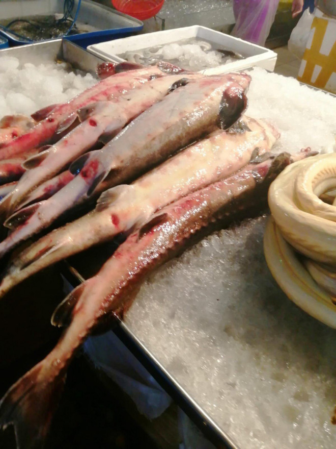 Nhieu ho nuoi o Viet Nam bo hoang, nong dan khon don vi ca tam Trung Quoc gia re-Hinh-4