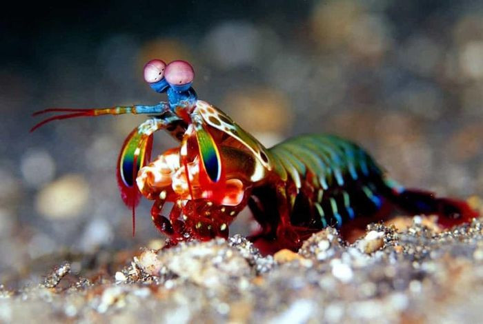 Tôm tít (Mantis shrimp) trông có vẻ đáng yêu nhưng chúng lại có thể thực hiện những cú đấm mạnh hơn đạn bắn, nhanh chóng kết liễu con mồi.
