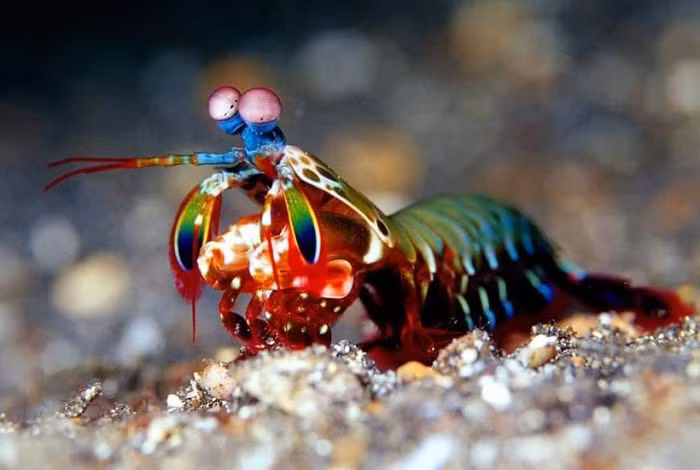 Tôm tít (Mantis shrimp) trông có vẻ đáng yêu nhưng chúng lại có thể thực hiện những cú đấm mạnh hơn đạn bắn, nhanh chóng kết liễu con mồi.