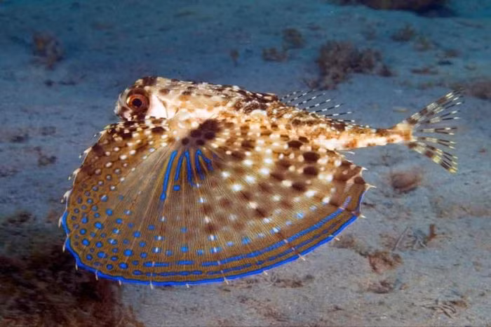 Khi cá chuồn đất (flying gurnard) hào hứng, chúng sẽ mở rộng phần "cánh" với viền xanh rực rỡ và bắt mắt của mình.