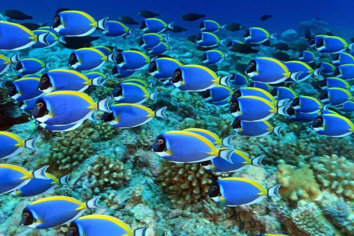 Cá bắp nẻ xanh (Blue Tang) thường có thân hình tròn và phẳng với màu xanh chủ đạo cùng họa tiết màu đen trên thân. Đuôi và vây ngực của chúng có màu vàng. Khi gặp nguy hiểm, cá "Blue Tang" có thể dùng cặp gai nhọn sắc bén như dao ở hai bên đuôi tấn công đối phương bằng độc tố của chúng.