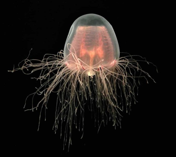 Sao biển gai là một trong những loài sao biển lớn nhất thế giới. Nó thường được thấy ở khắp Ấn Độ Dương và Thái Bình Dương.