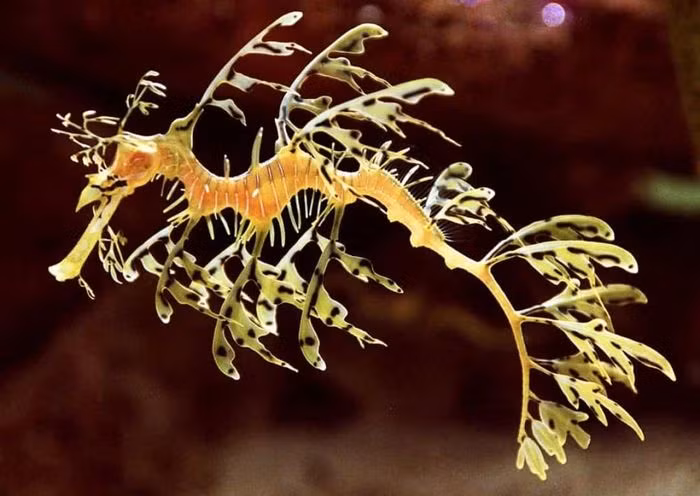 Hải long lá trông giống như một chú rồng trong những câu chuyện thần thoại. Màu sắc và phần phụ trông giống như những chiếc lá giúp chúng dễ dàng ngụy trang giữa những rặng đá được tảo bao phủ.