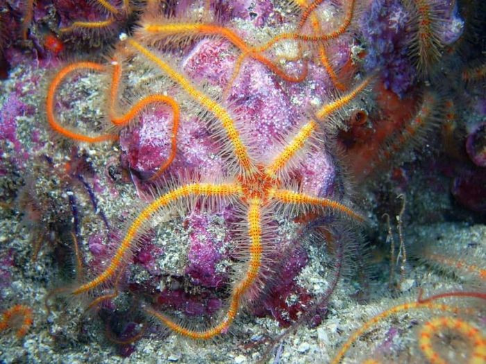 Sao biển đuôi rắn nổi bật với màu sắc rực rỡ, có 5 "cánh tay" hay phần phụ được gắn vào một vòng tròn trên thân của nó.