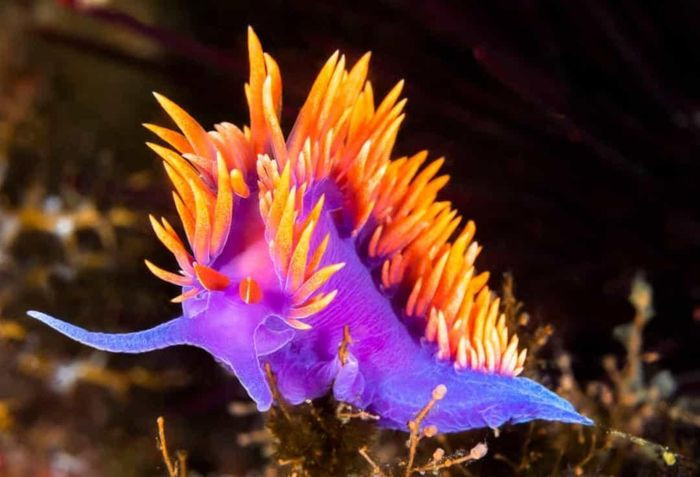Nudibranch là một loài động vật thân mềm, sống ở vùng biển nhiệt đới và có họ hàng với sên biển. Chúng là một trong số những sinh vật rực rỡ nhất đại dương.