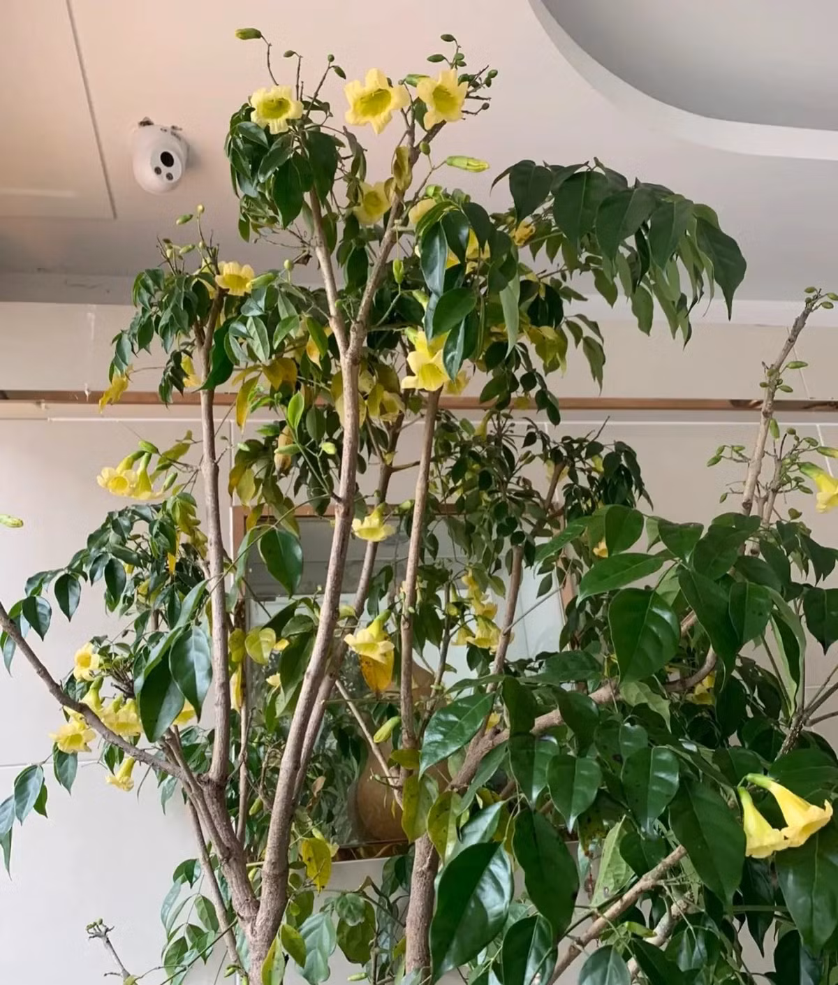 Đồng thời nó có thể mang lại nhiều may mắn cho gia đình và làm cho các thành viên gia đình khỏe mạnh hơn. Cây hạnh phúc trồng trong nhà cũng hiếm khi nở hoa nên khi nở hoa, người xưa cho rằng đây là "điềm lành”. 