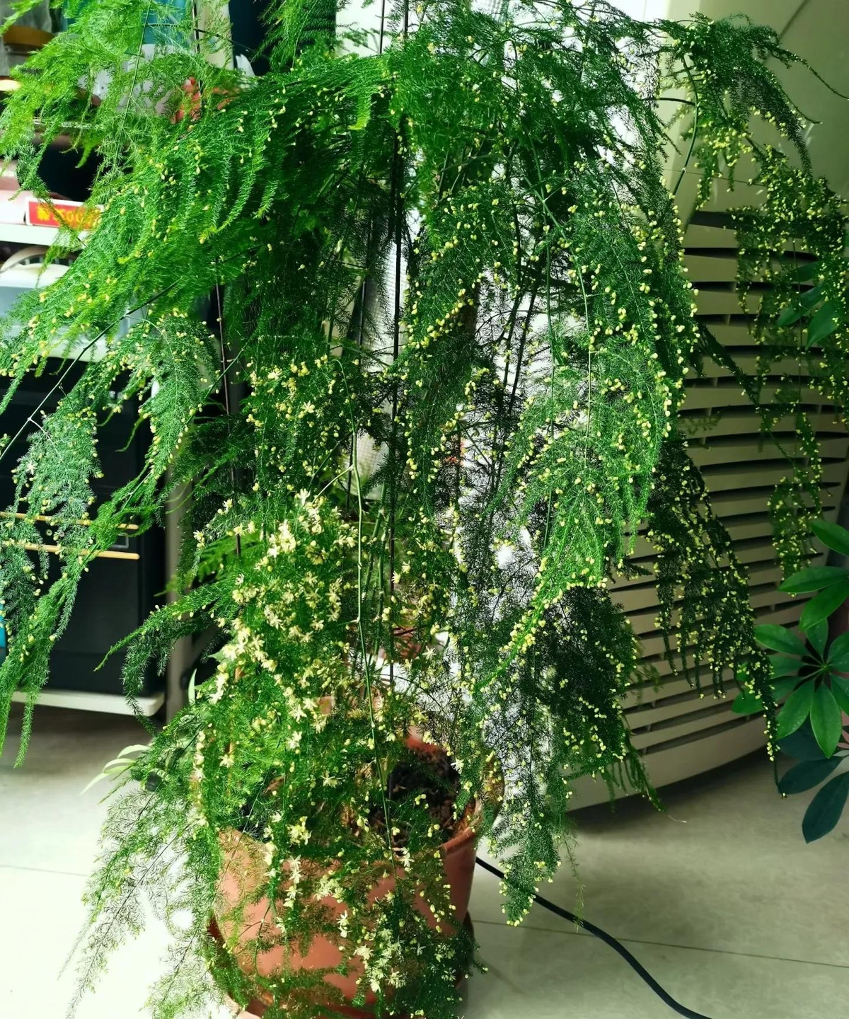  Ngoài ra, măng tây còn có tác dụng xoa dịu gan, giảm trầm cảm rất tốt nên nhiều người thích trồng bài chậu trong phòng khách hay phòng làm việc. Người xưa nói: "Trong nhà có cây may mắn, gia đình nhiều đời thịnh vượng, giàu có", có thể thấy ý nghĩa của măng tây thật sự rất tốt. 